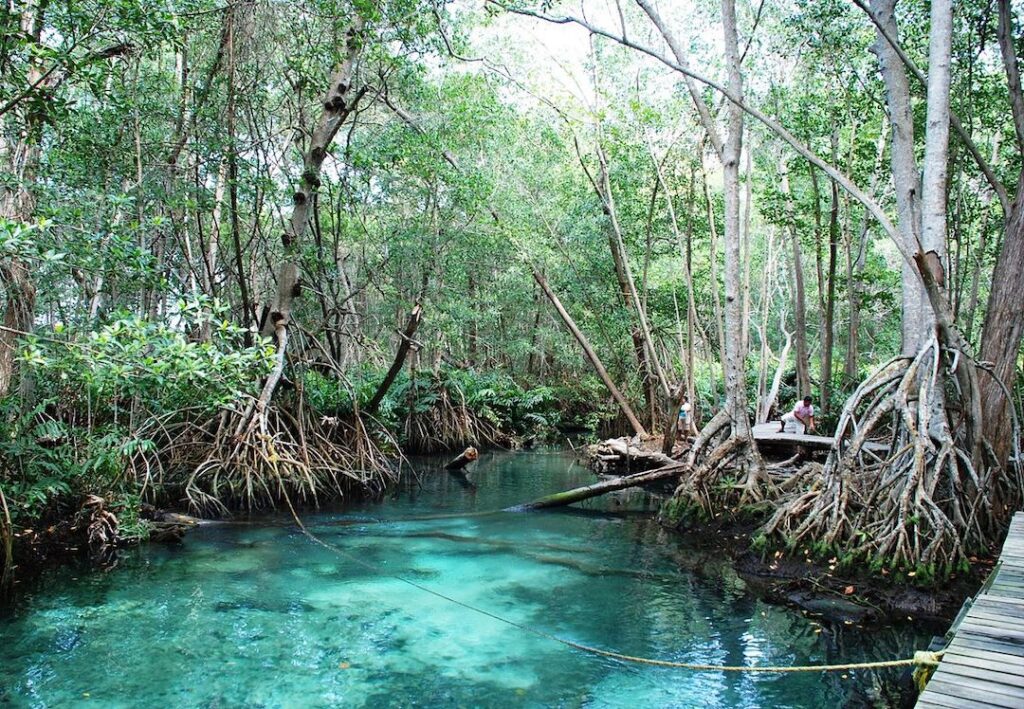 Manglar en playa de San Crisanto Yucatán